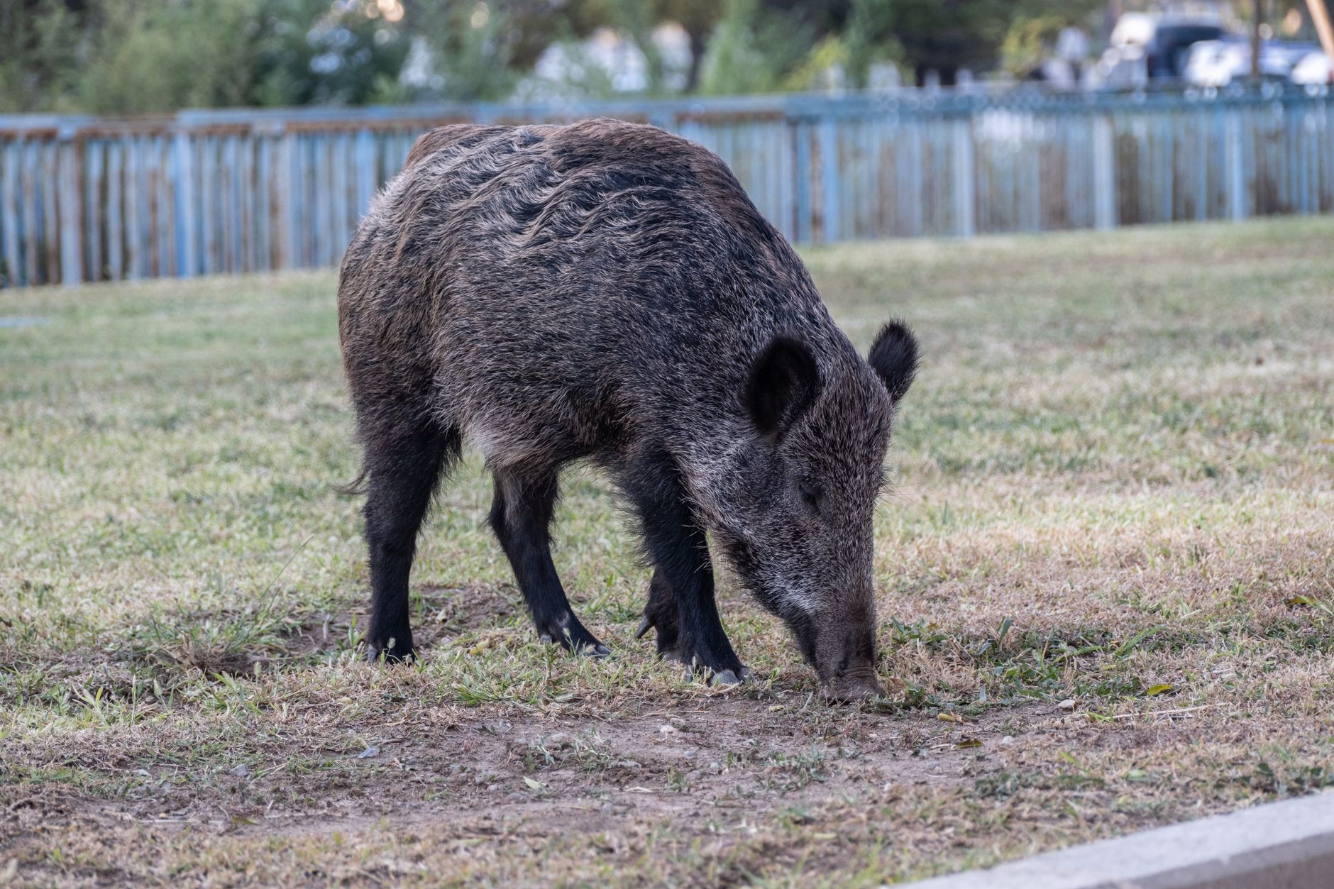 Wildschweine wühlen Fußballplatz um: Spielbetrieb ausgesetzt