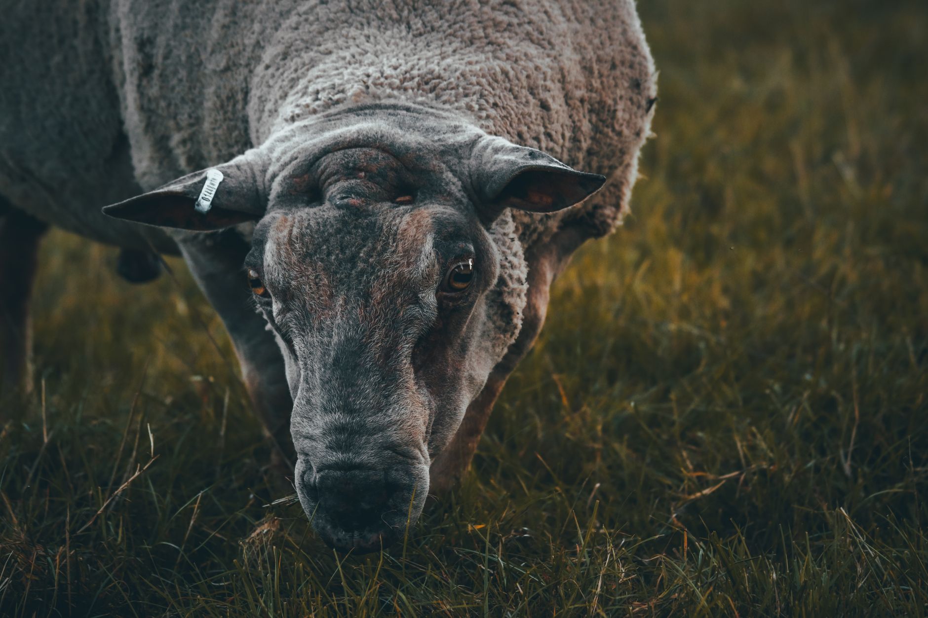 Die Serie „Sheep“ im ZDF: Satire mit Scha(r)fsinn