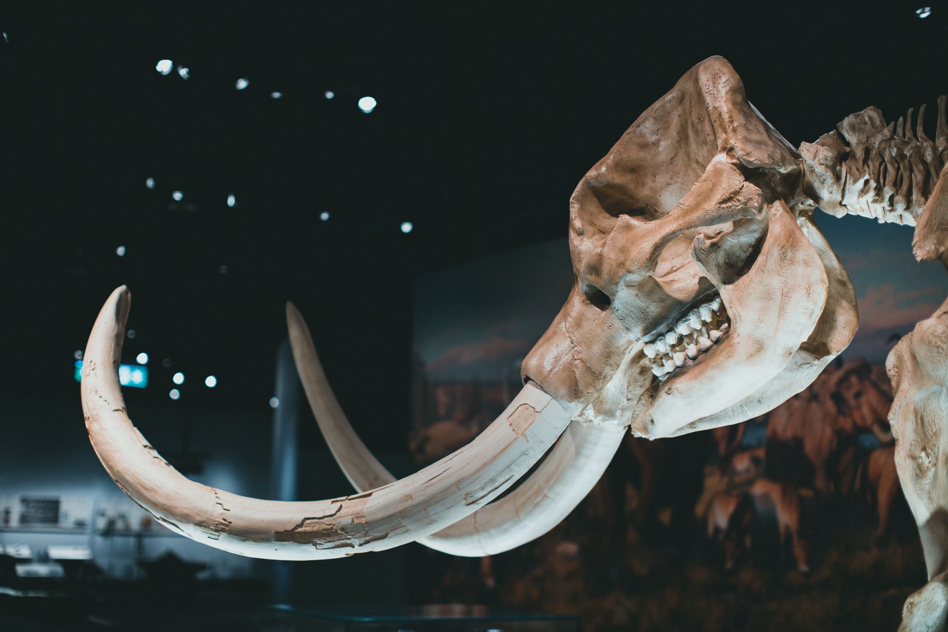 Warum das Wollnashorn die Eiszeit nicht überlebte
