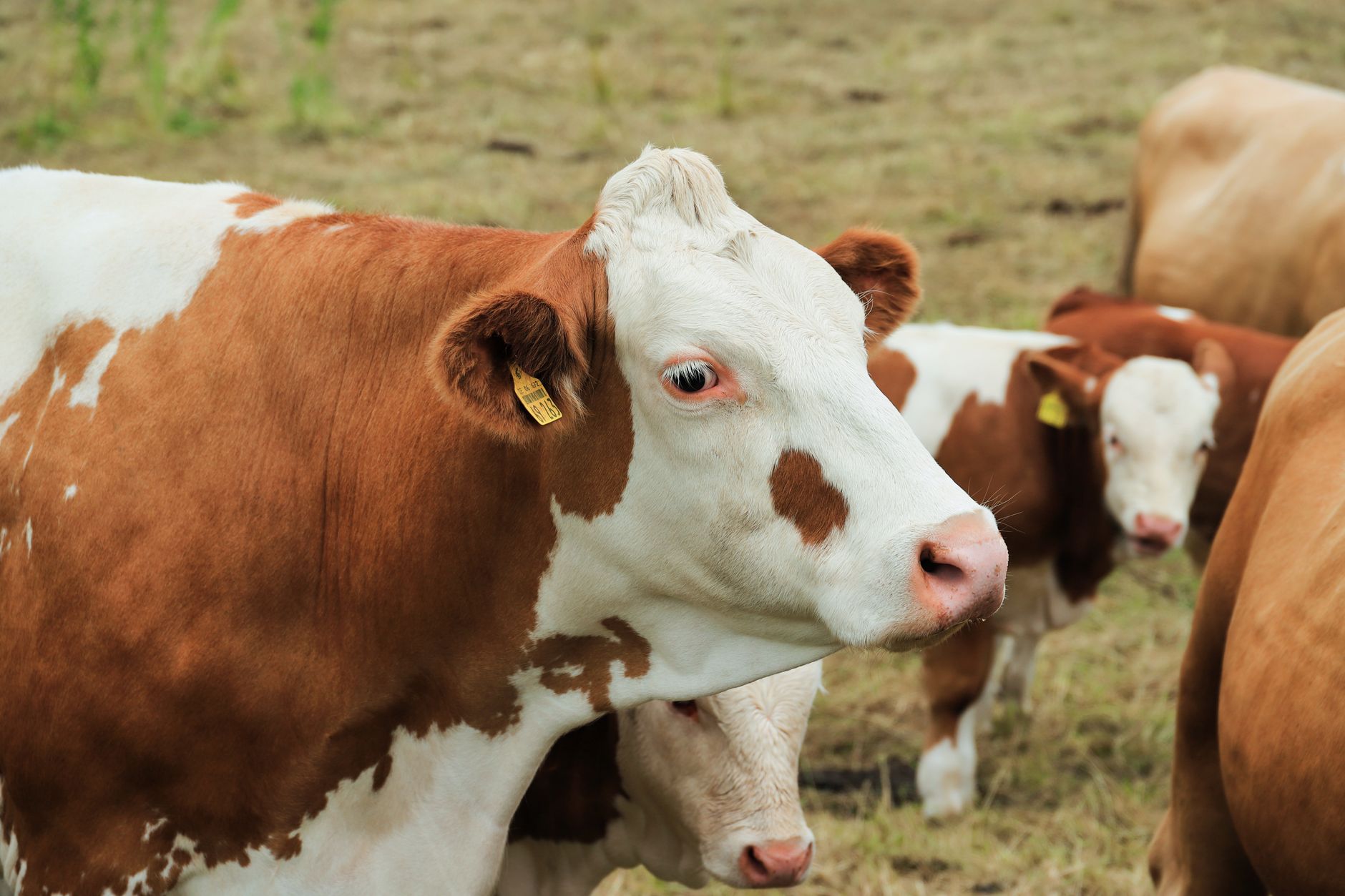 Unbekanntes Virus bei Rindern in Süddeutschland nachgewiesen