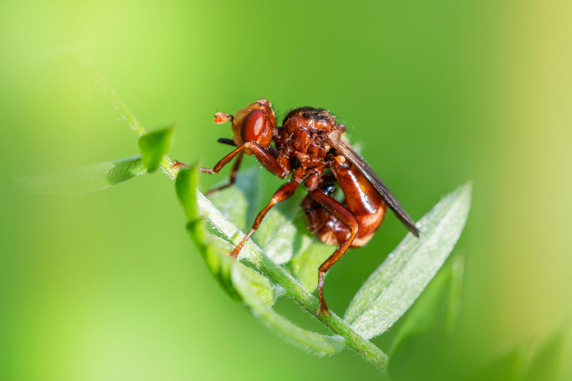 Wegen Trockenheit - Insektenforscher: Deutlich weniger Stechmücken in diesem Jahr
