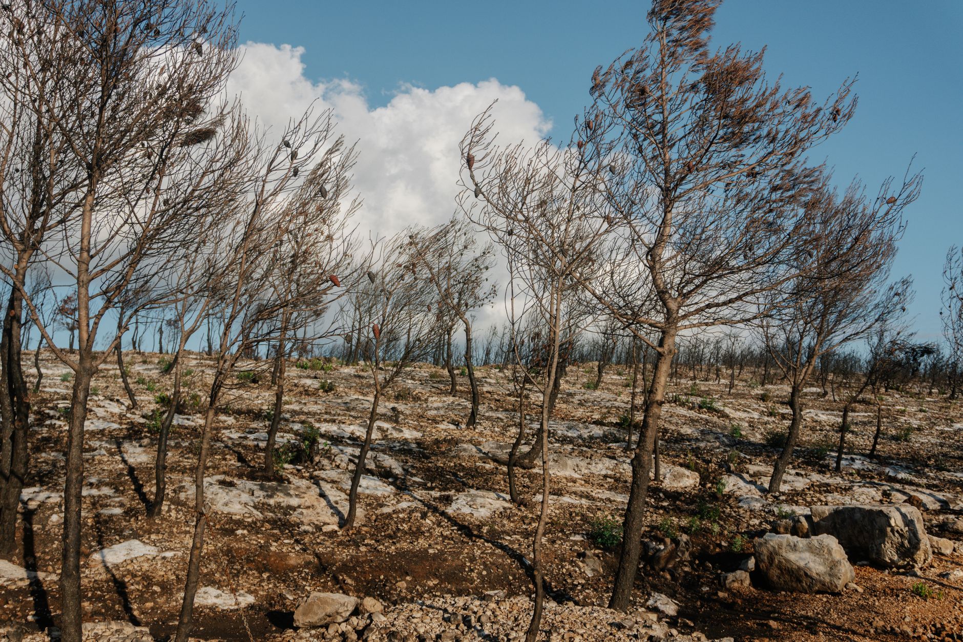Kampf gegen Waldbrände in Europa