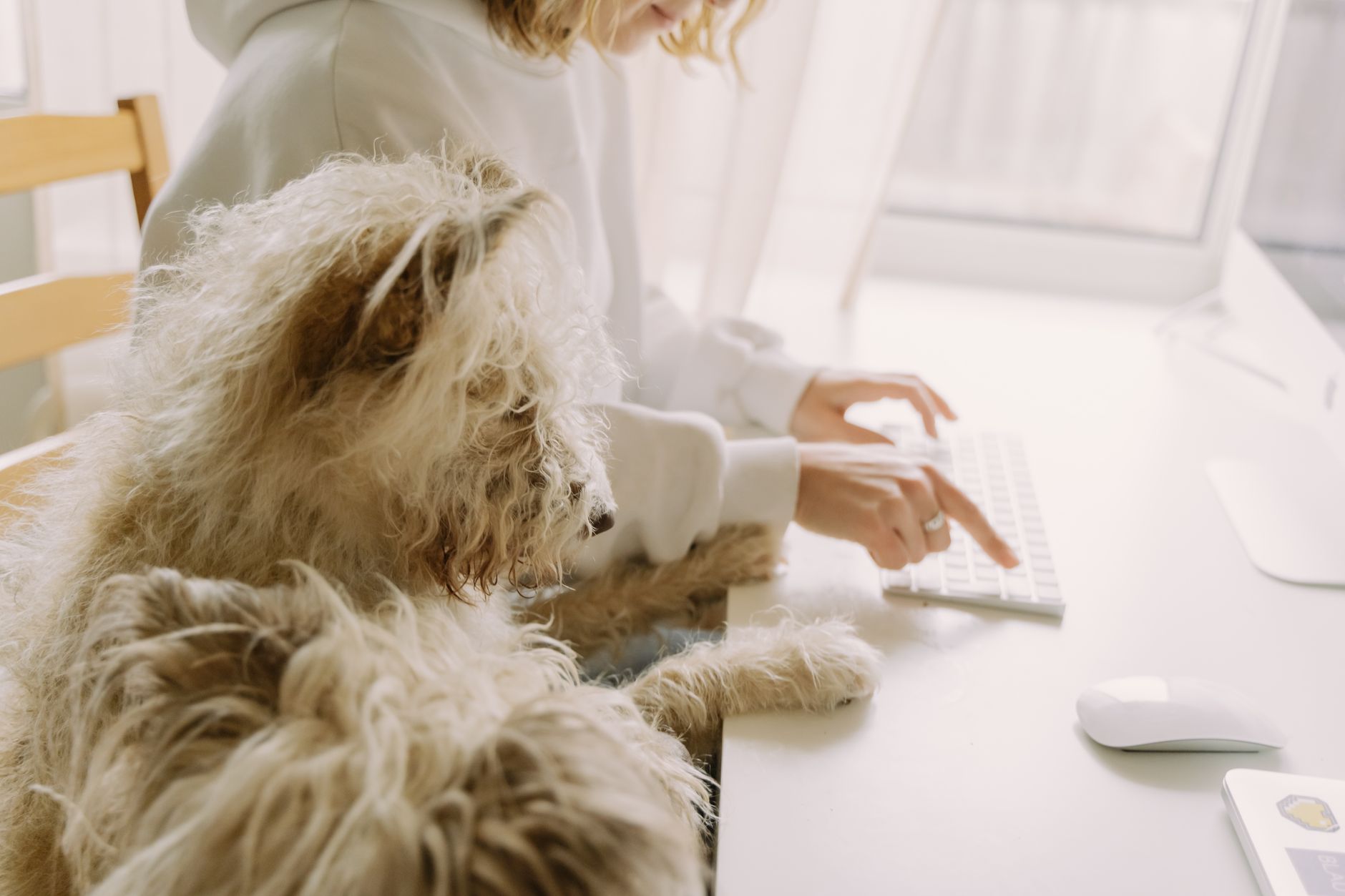 Beast of Reincarnation im Test: Hund gut, Endzeit düster, Feinschliff fehlt