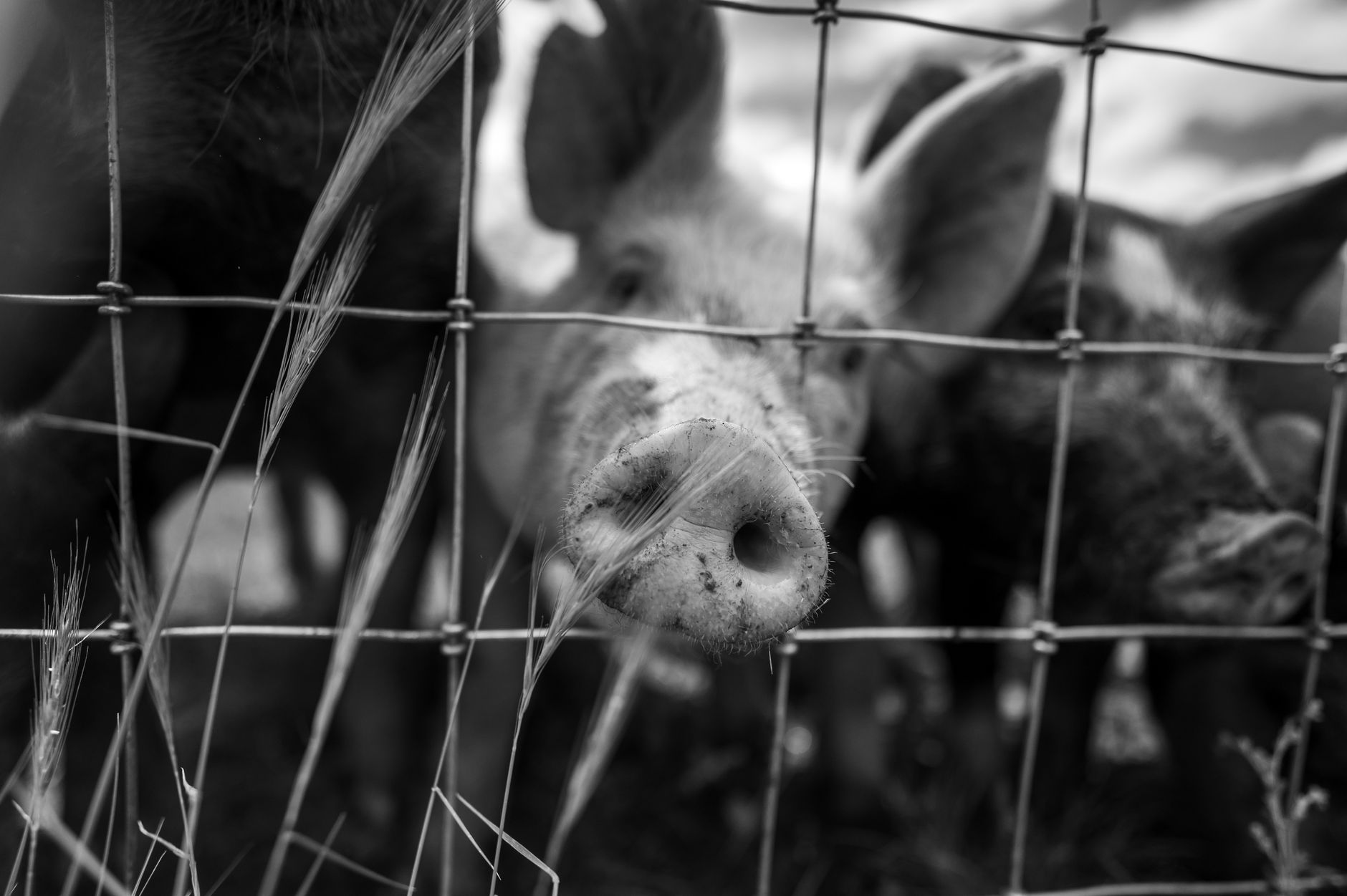 Brand auf bayerischem Bauernhof: Mehr als 1.000 Schweine tot