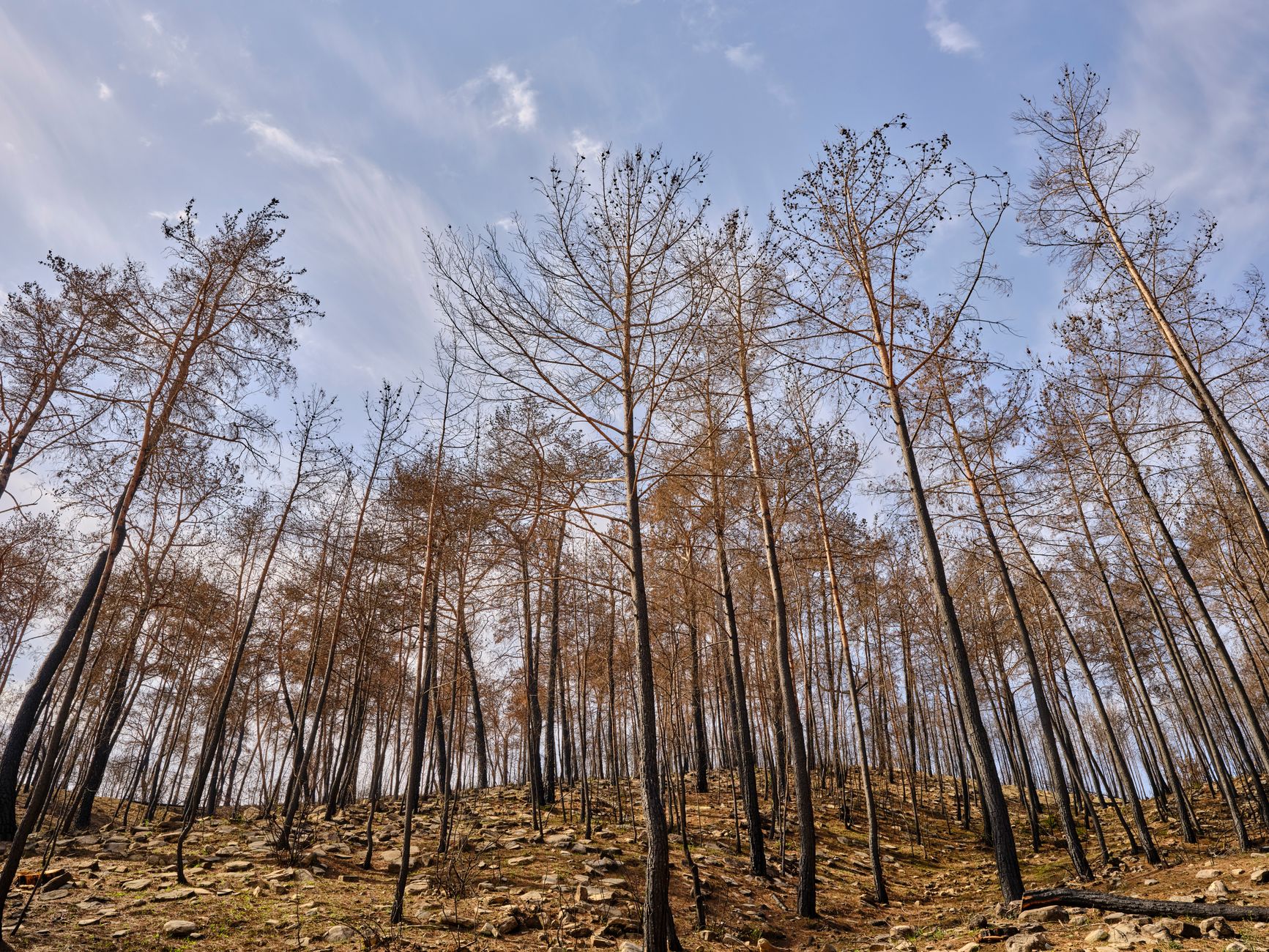 Südfrankreich - Ausbreitung von Waldbrand nach 18 Tagen gestoppt