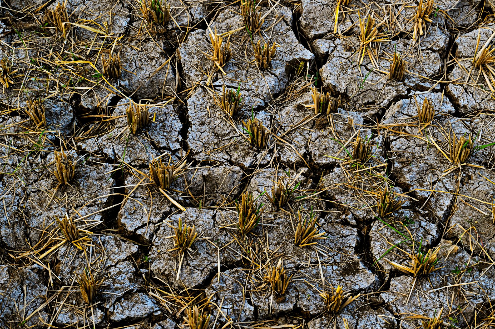 Dürre in Europa: Ernteausfälle, trockene Flüsse und Wassersparen