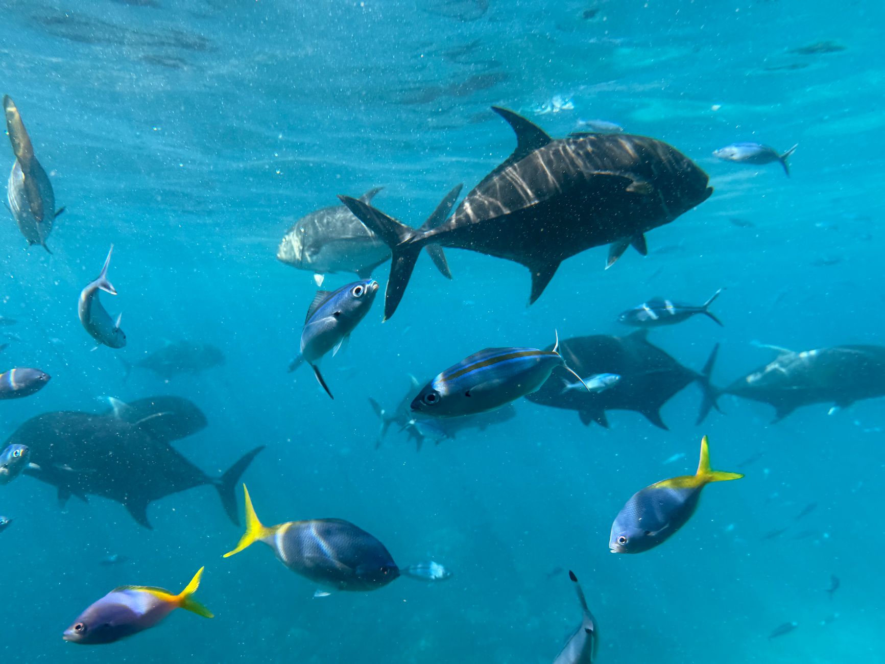 Australien - Great Barrier Reef: Bericht sieht leichte Anzeichen von Erholung