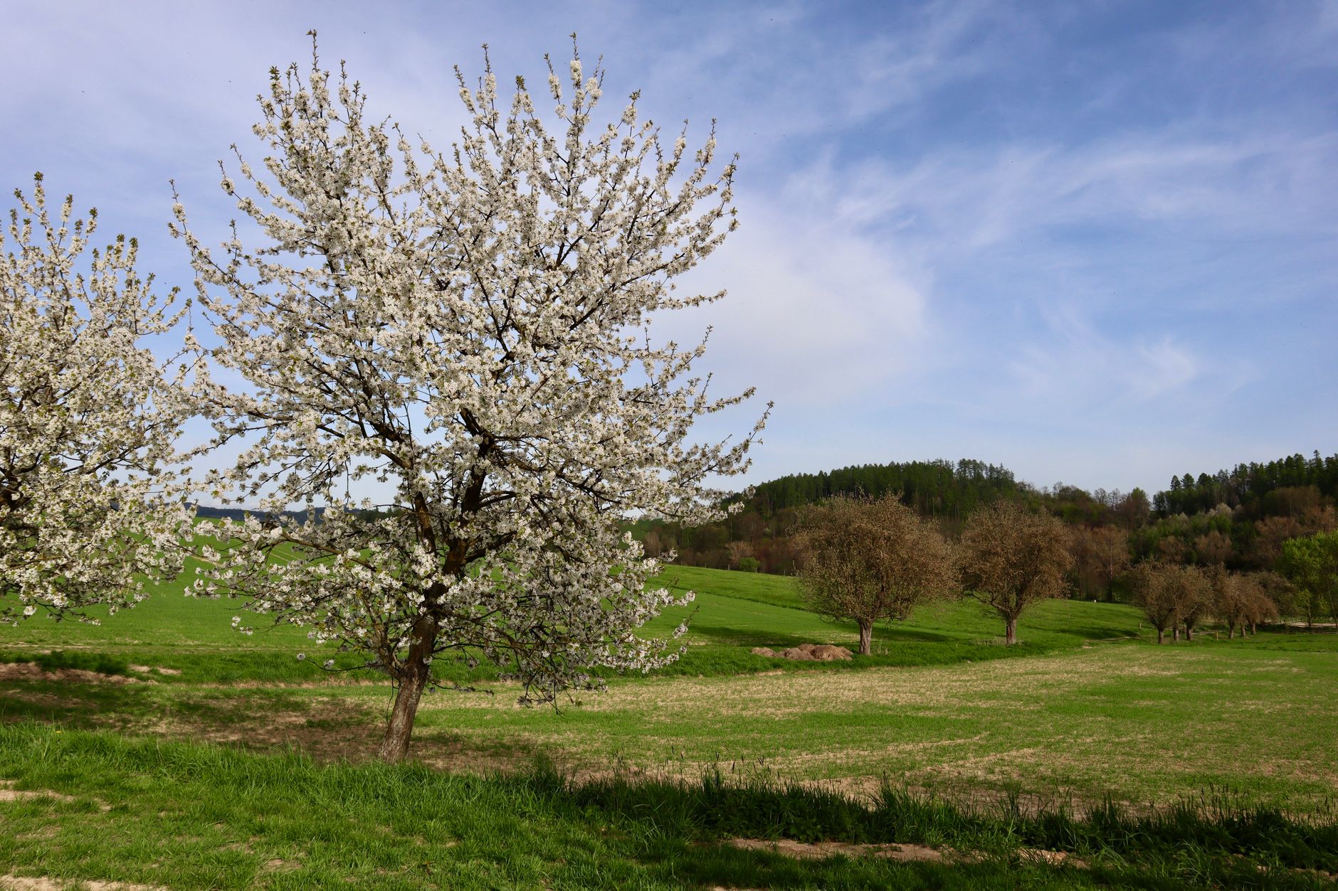 Federweißer-Saison startet früher als normal