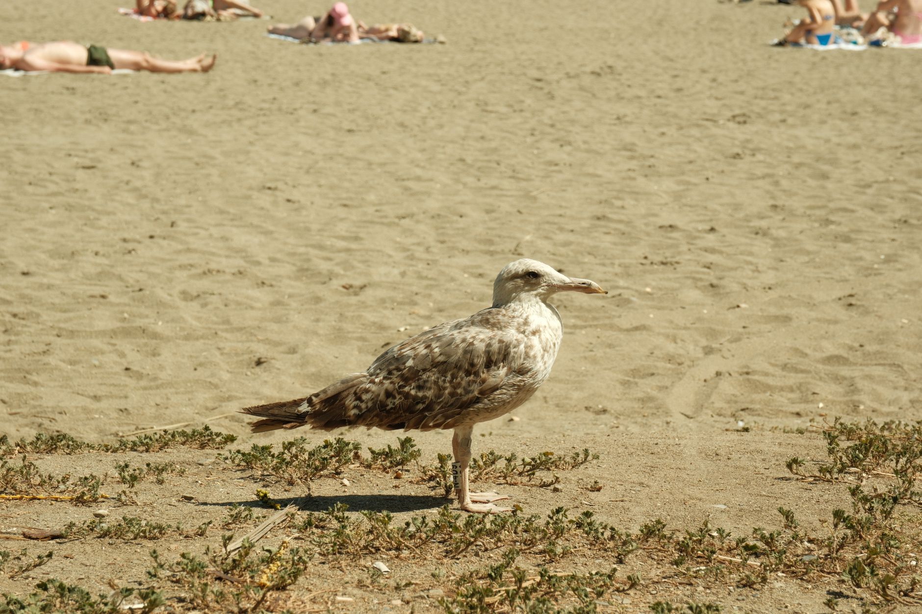 Wetter - Am Donnerstag meist sonnig, 27 bis 37 Grad