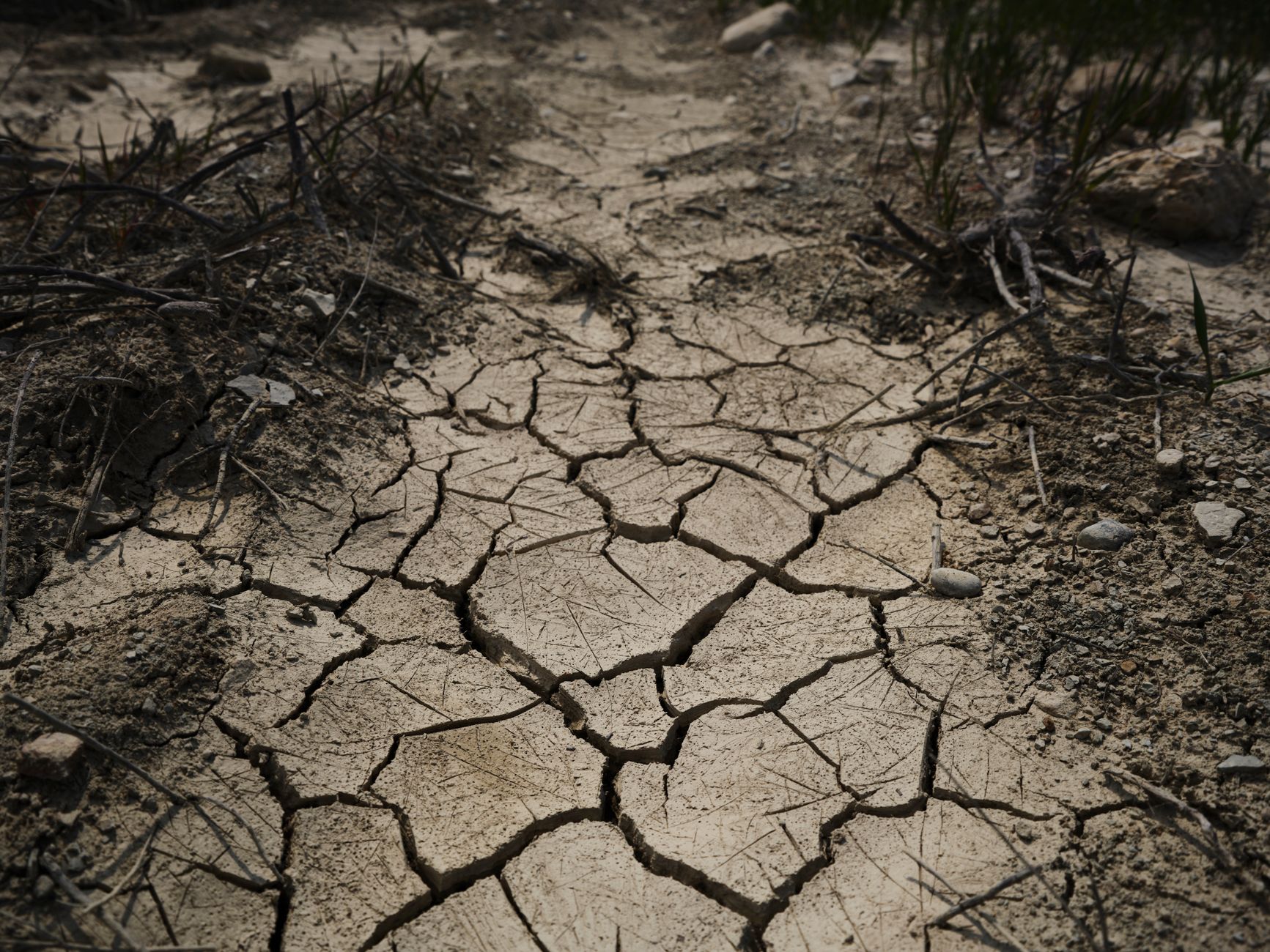 Trockenheit - Bauernverband befürchtet schwerwiegende Ernteeinbußen - Landwirtschaftsminister Rainer will Erntebericht abwarten