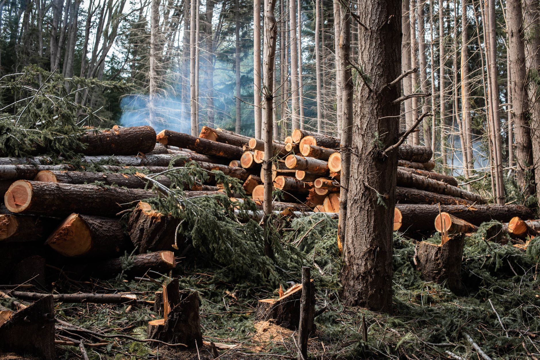 Waldbrandursache - Experte: "Wälder entzünden sich nicht selbst"