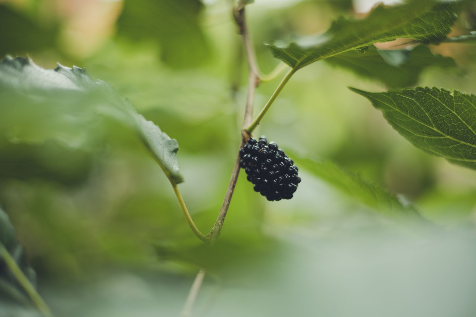 "Brombeer-Koalition" - Thüringen: BSW-Landesvorstand kündigt Sonderparteitag an
