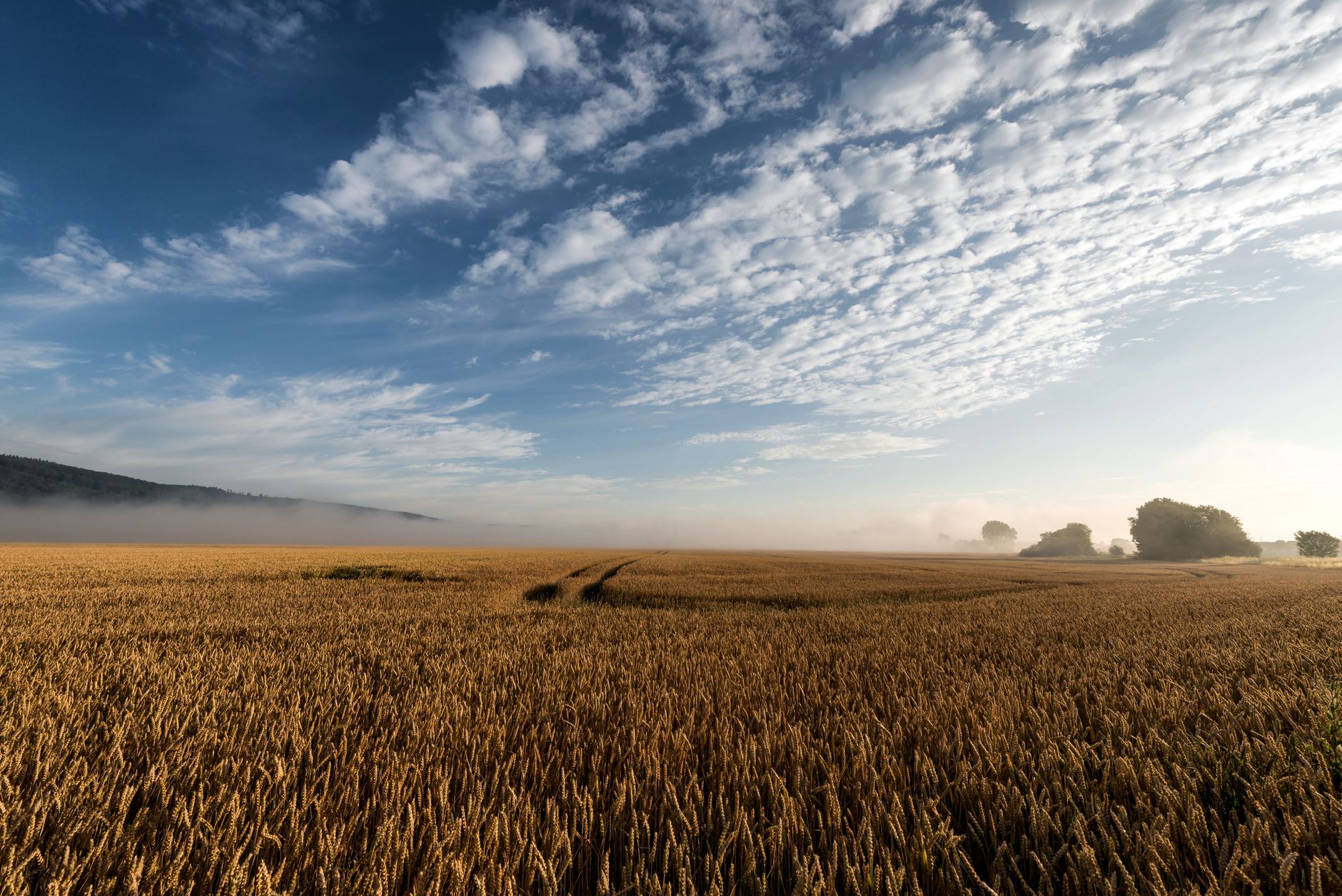 Schlechte Erntebilanz wegen Hitze und Trockenheit