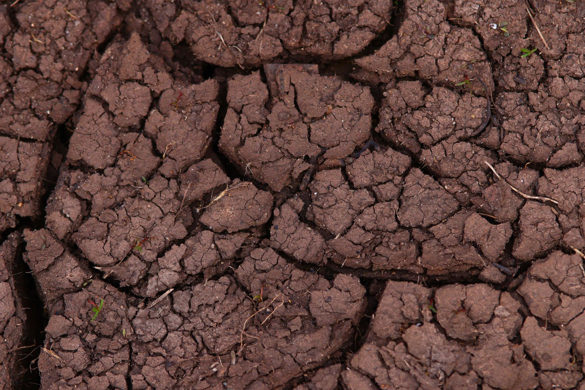 Wie umgehen mit Trockenheit und Hitze? - Deutsche Landwirtschafts-Gesellschaft für "Innovation statt Subventionen"
