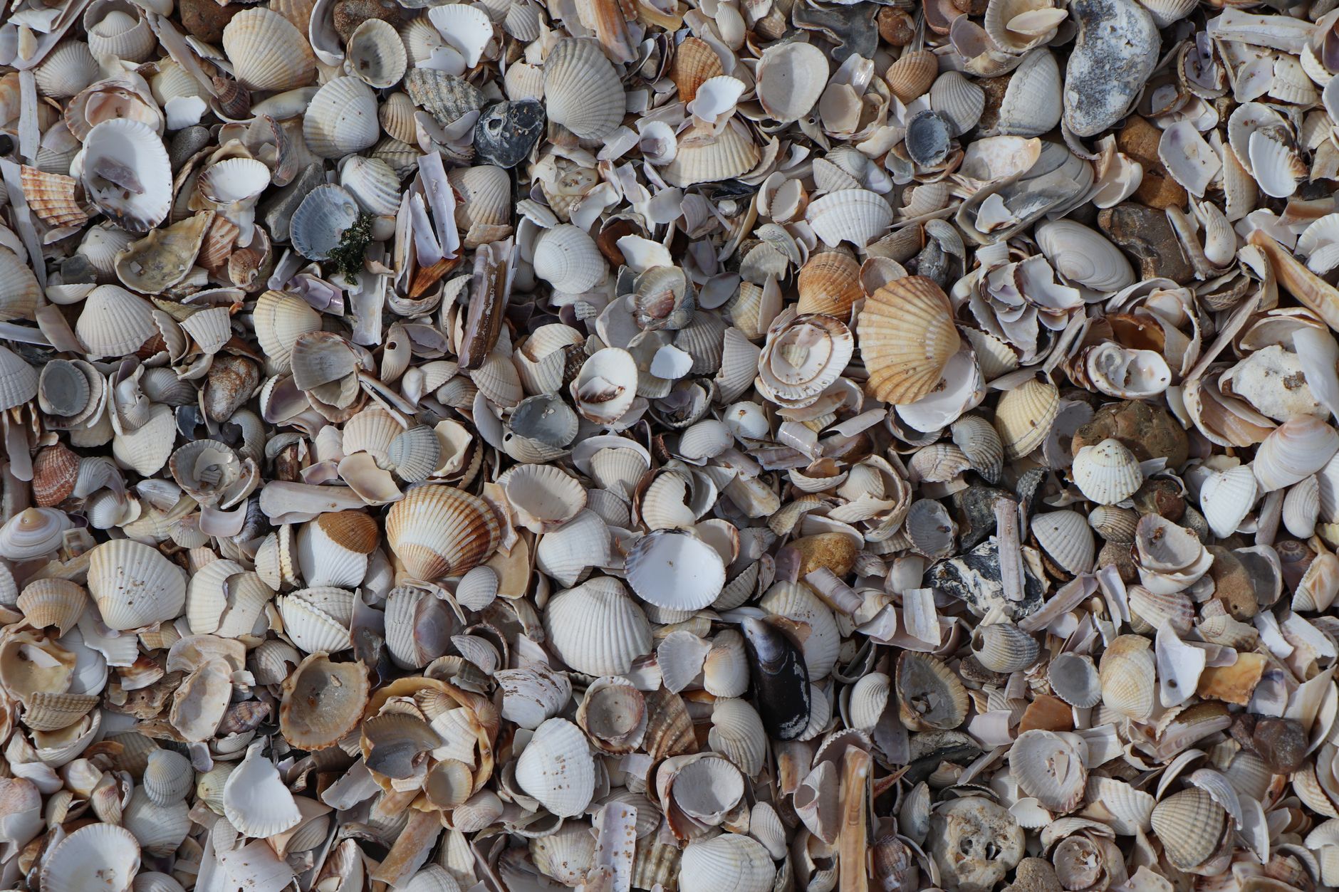 Kleine Holzbohrmuscheln - gewaltiger Schaden