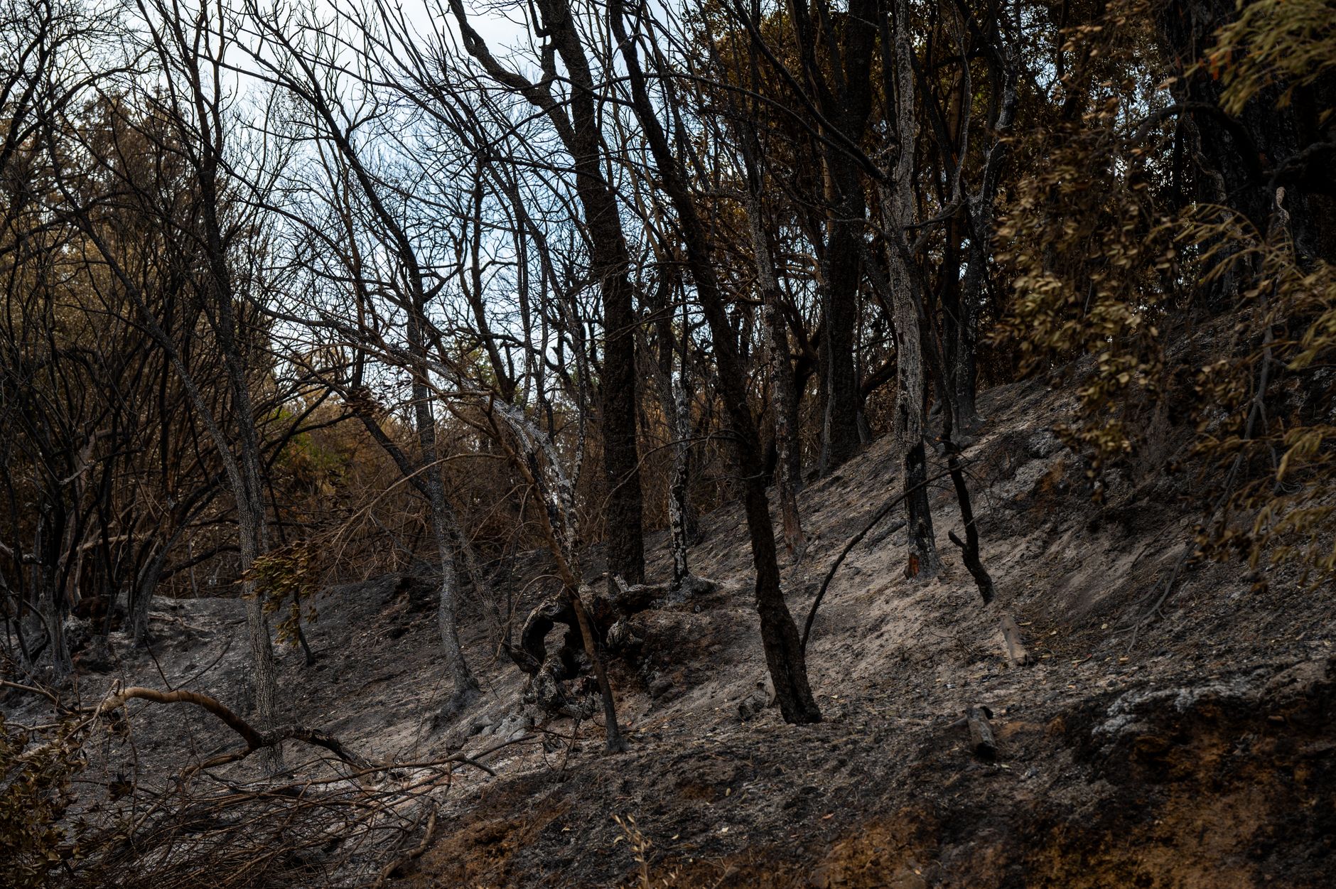 Waldbrände - Weitere Evakuierungen in Spanien und Griechenland