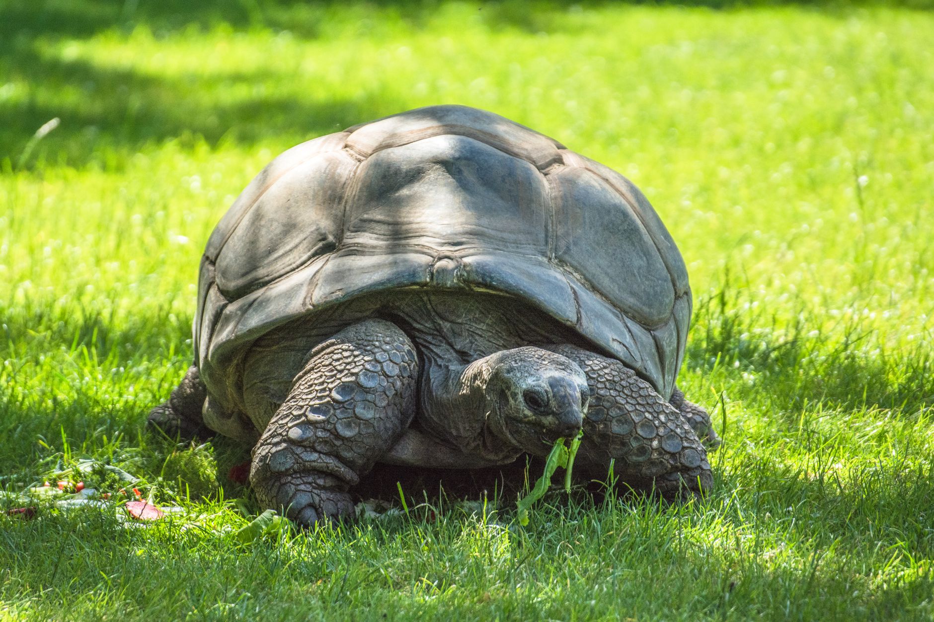 Schildkröten in Mexiko: Vom gefundenen Fressen zum Touri-Highlight