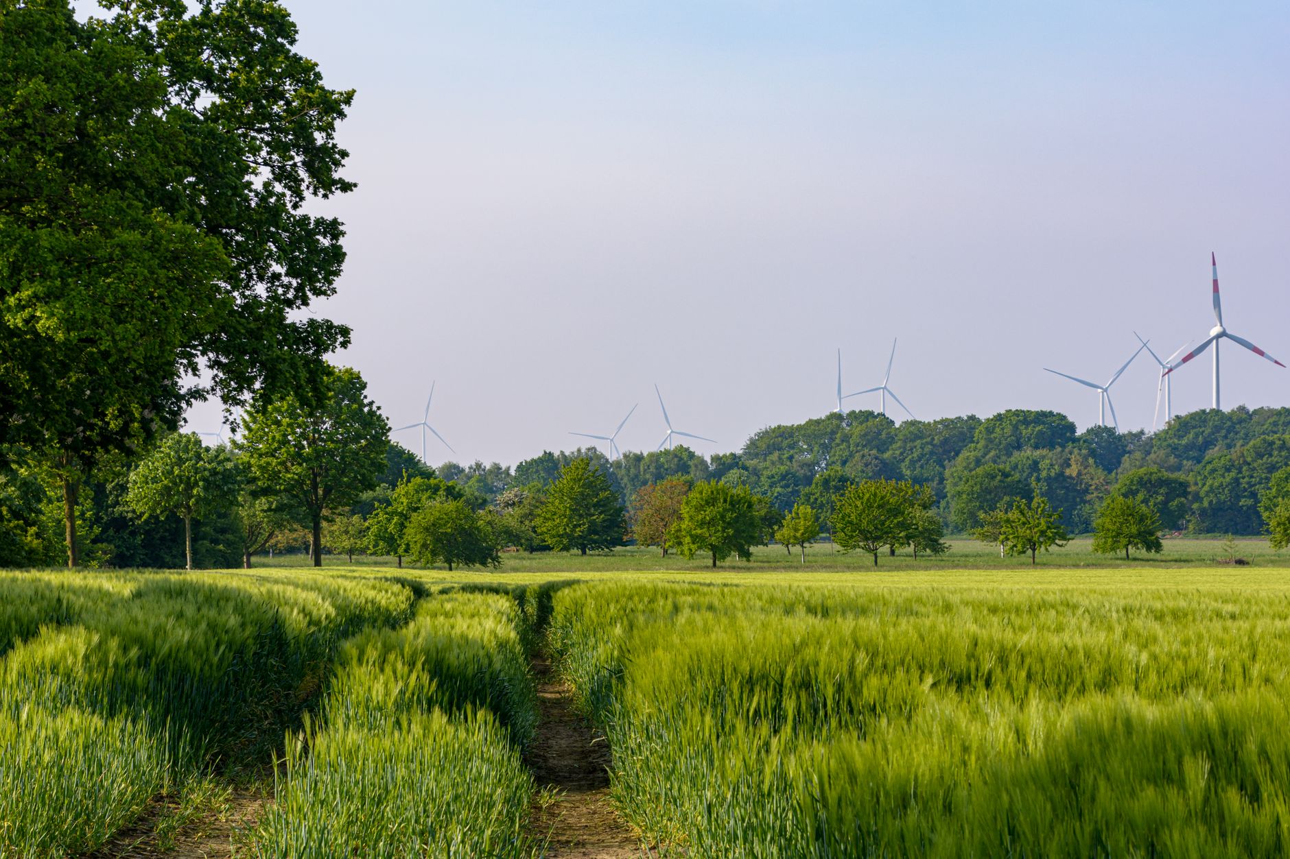 Klimapolitik - Grüne fordern von Bundeskanzler Merz nach Äußerungen zu Waldbränden "fundamentalen Kurswechsel"