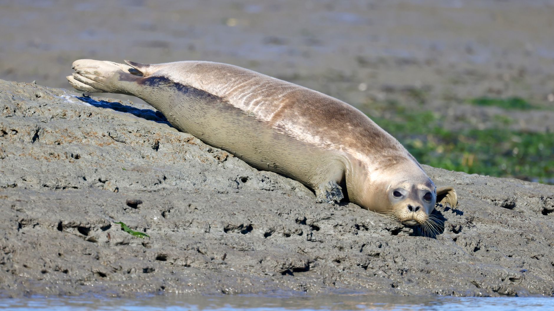 Ostsee - Wattenmeer: Bestand der Seehunde in Niedersachsen stabil