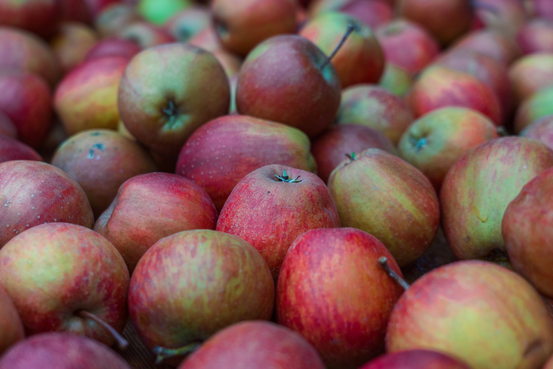 Apfel-Produzenten unter Druck
