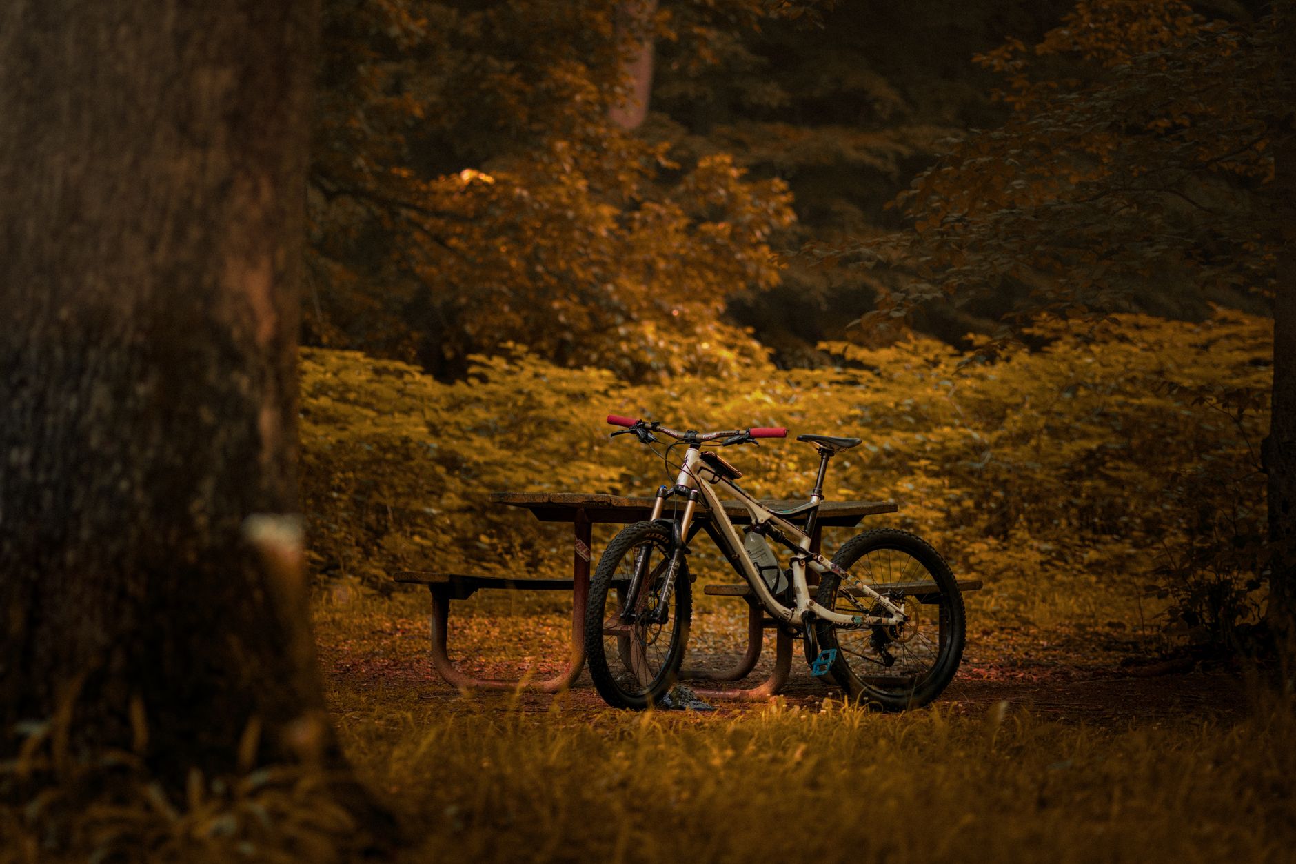 E-Mountainbike Cube Reaction Hybrid Race 750 im Test: Bosch CX, 750 Wh, 2550 €