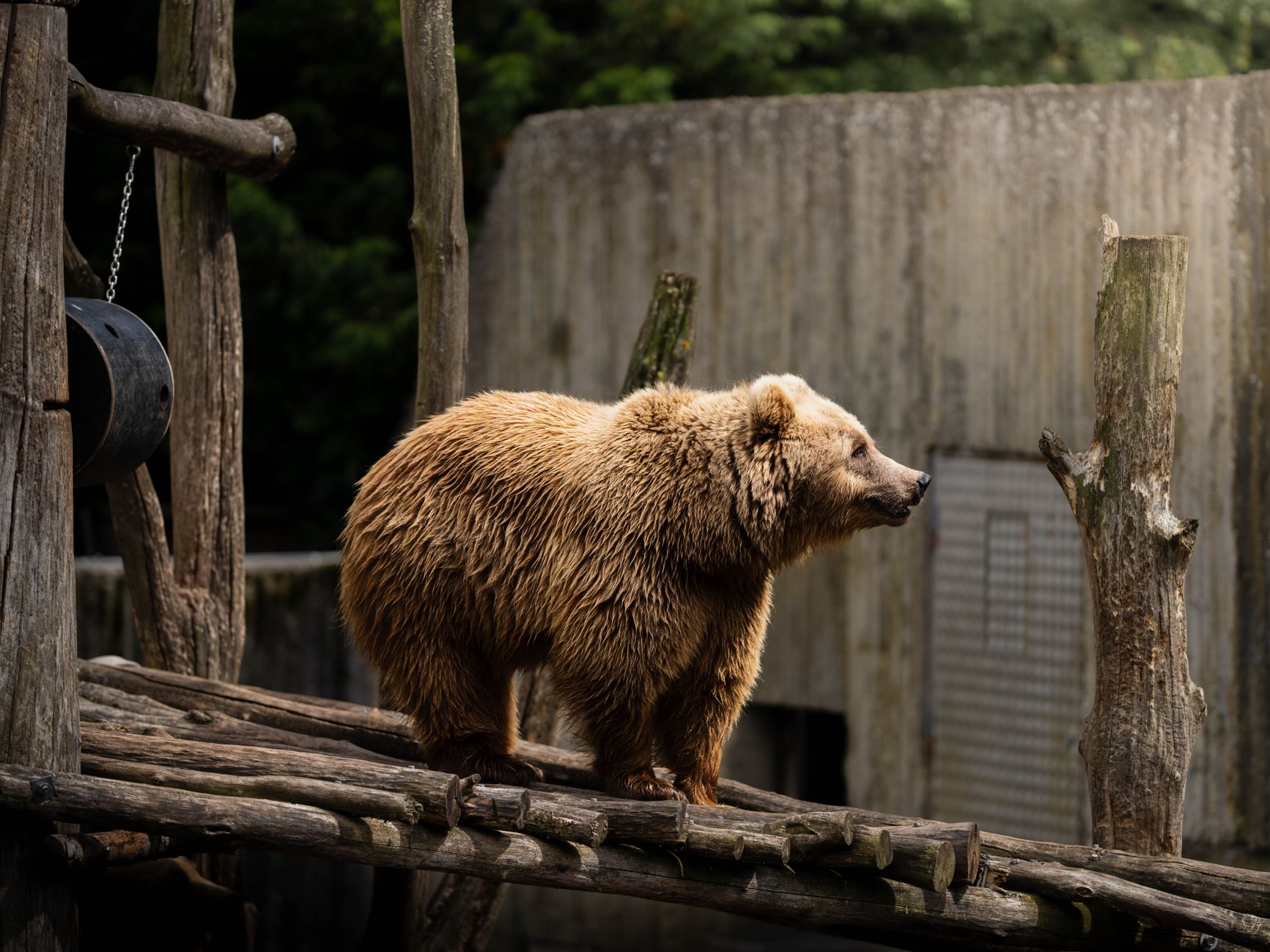 Tierschutz - Illegaler Handel mit Wildtieren im Wert von bis zu 23 Milliarden US-Dollar