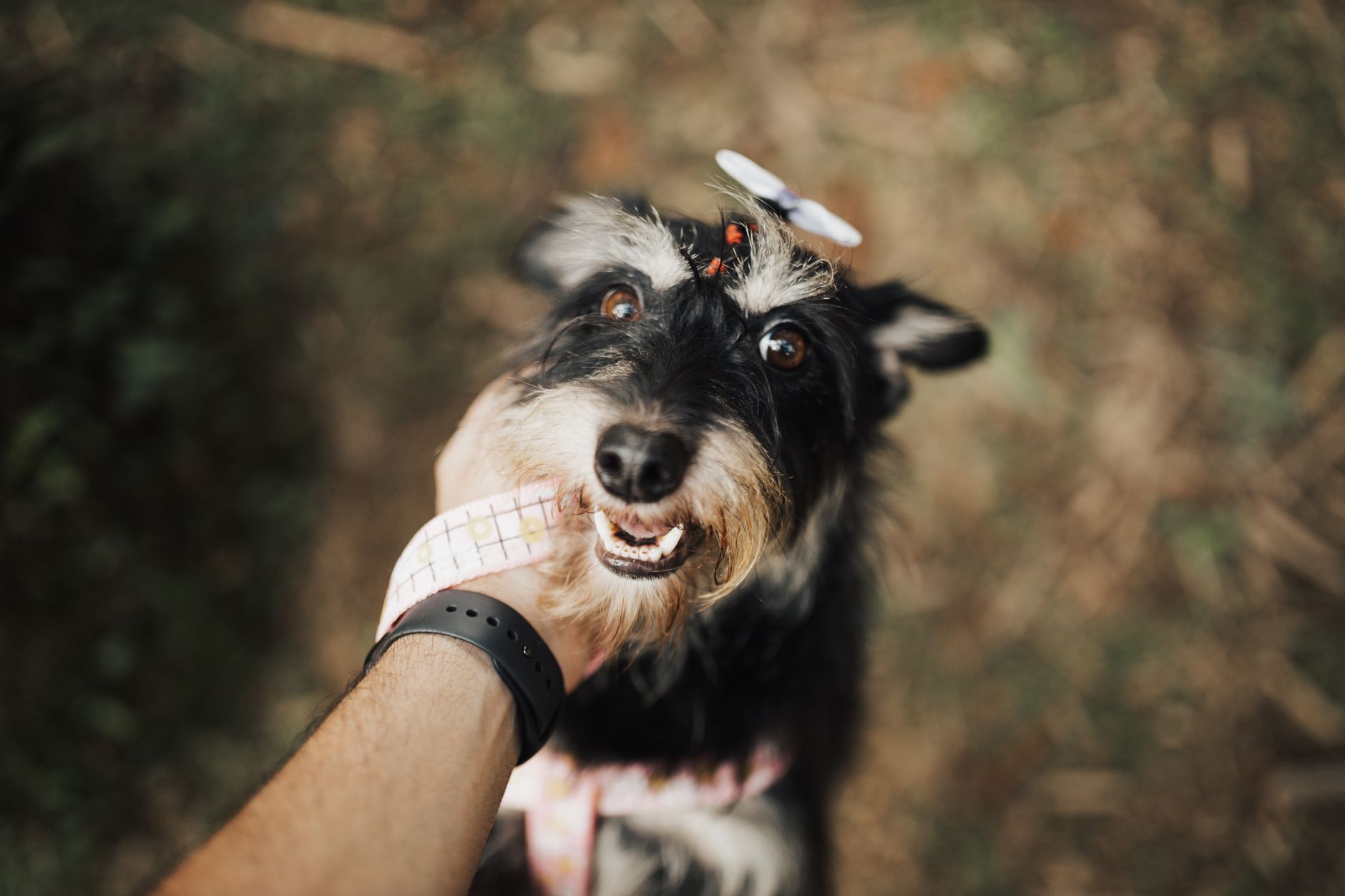 Top 5: Der beste GPS-Tracker für Hund & Katze im Test – Tractive ist Testsieger