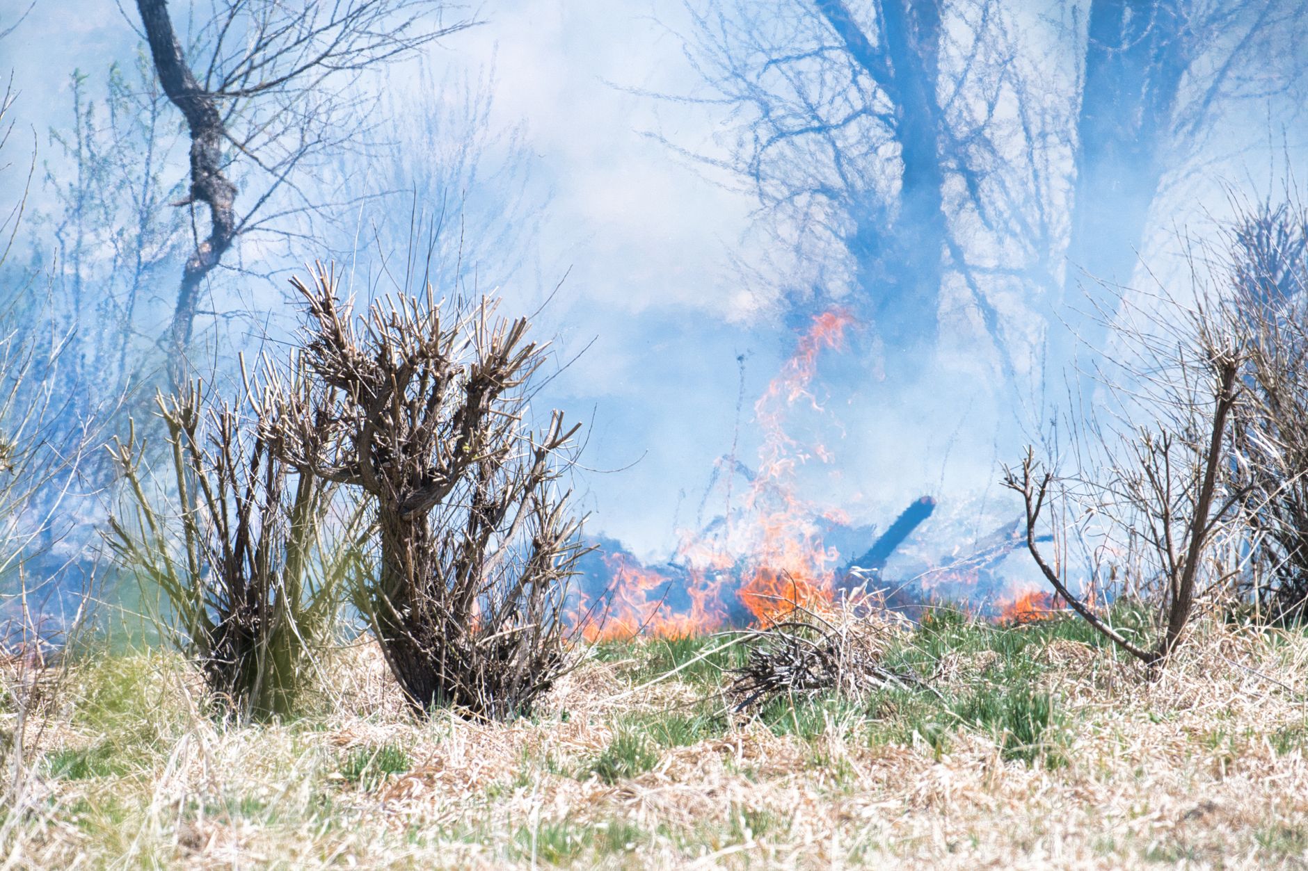 Waldbrände in Europa - Warum wüten die Feuer diesmal so heftig?