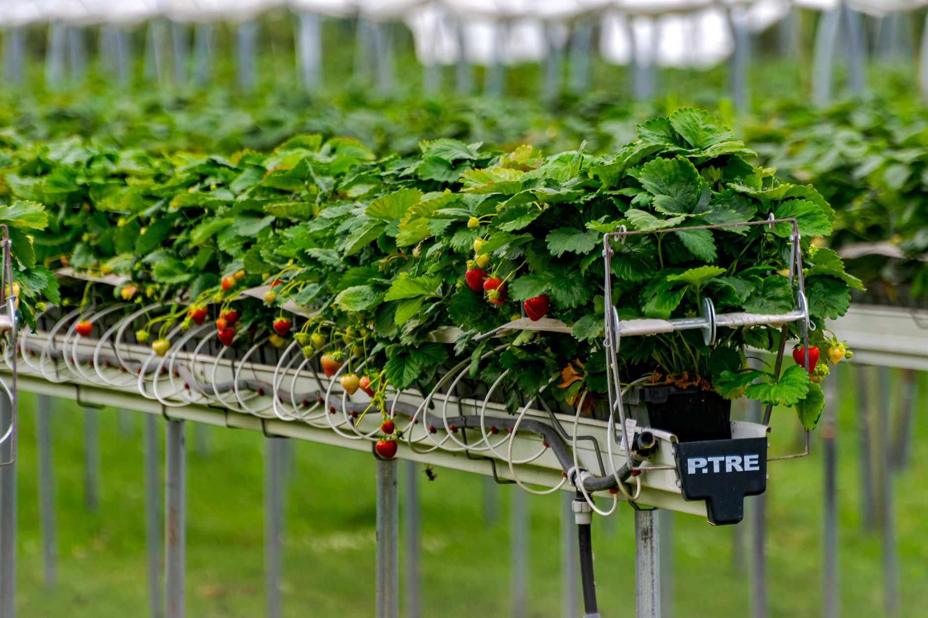 Wissenschaftler testen Ernteroboter auf Obstplantage am Bodensee